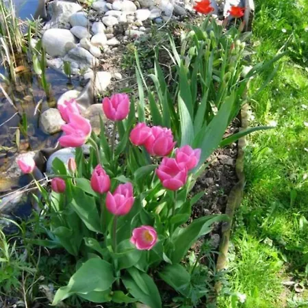 Elisabeth Schwarzenberger Obereching