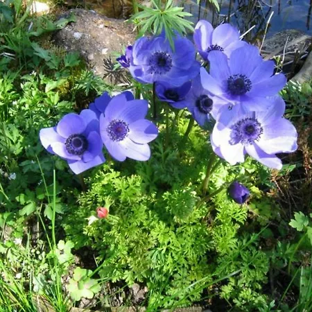 Apartman Elisabeth Schwarzenberger