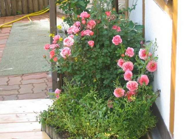 Elisabeth Schwarzenberger Apartamento