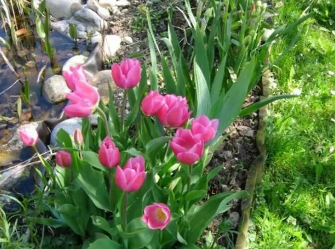 Elisabeth Schwarzenberger Obereching