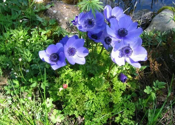 Apartamento Elisabeth Schwarzenberger